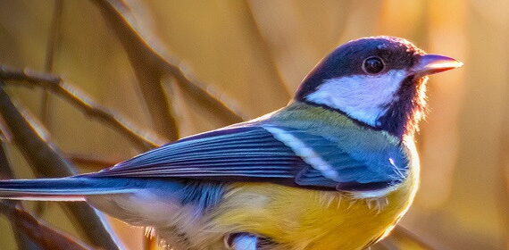 Park-der-Gaerten_Blaumeise_1170x280px