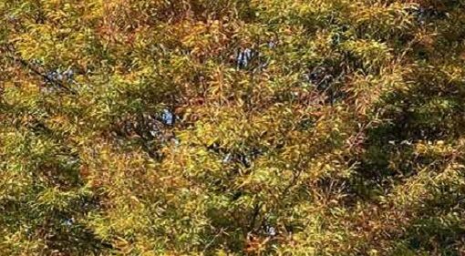 Baum des Jahres 2022 Park der Gärten