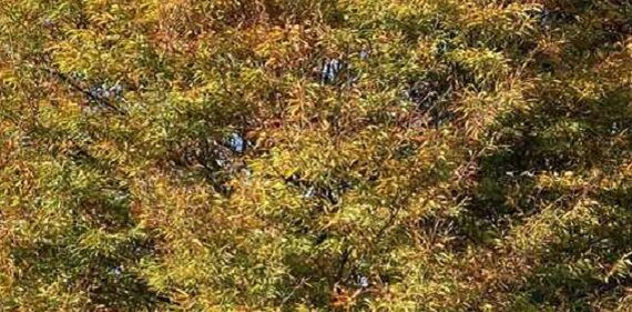 Baum des Jahres 2022 Park der Gärten