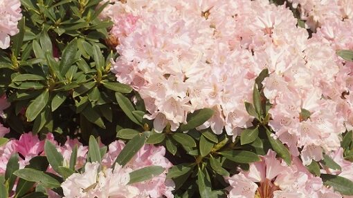 Park der Gärten Rhododendron
