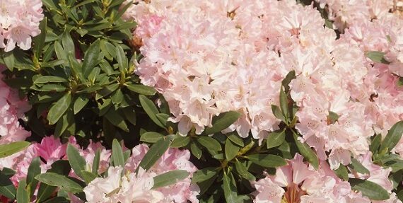 Park der Gärten Rhododendron