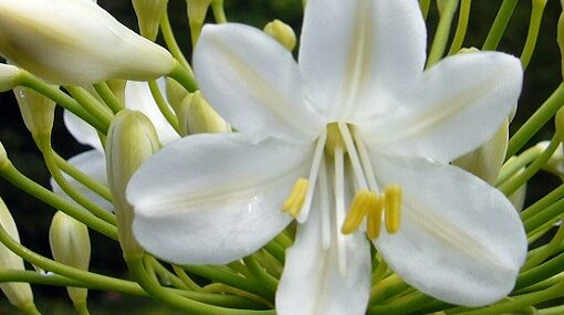 Agapanthus Titel