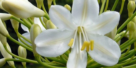 Agapanthus Titel