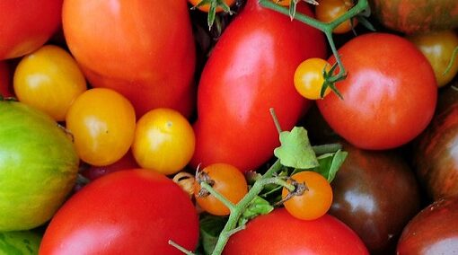 Tomaten PdG Titel