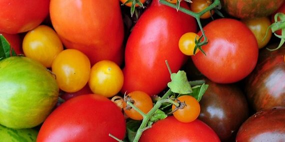 Tomaten PdG Titel