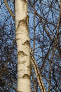 Weiße Rinde: Die glatte Borke bei der Moorbirke ist anfangs dunkel rötlich-braun gefärbt und wird erst mit zunehmendem Alter heller und schließlich gräulich-weiß (Foto: Verein zur Förderung der Gartenkultur)