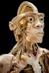 Aufregend und ein bisschen gruselig: Die Ausstellung ist auf jeden Fall lehrreich. (Foto: newsroom.messe-bremen)