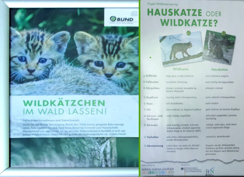 Wildtierstation Sachsenhagen - Wildkatze oder Hauskatze?