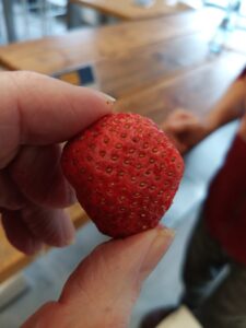 FRUDIST-Erdbeere