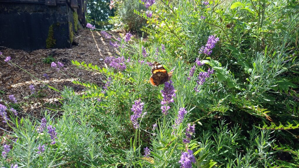 Schmetterling
